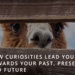 Curiosities Lead You