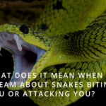 Snakes biting you in your dreams